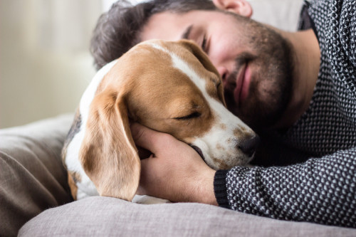 Eine neue Ebene in der Verbindung zu Ihrem Tier - die Tierkommunikation: Foto: © asiamarangio / shutterstock / #504980047